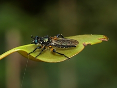Laphria rufifemorata