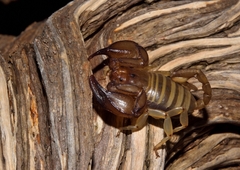 Euscorpius candiota