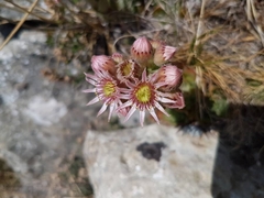 Sempervivum tectorum