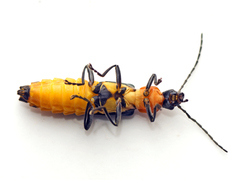 Chauliognathus tricolor