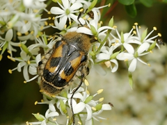 Clithria eucnemis