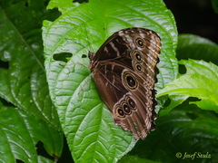 Morpho helenor peleides
