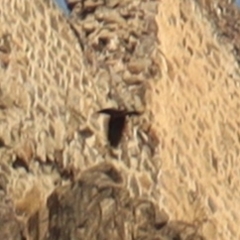 Pyrrhocorax pyrrhocorax