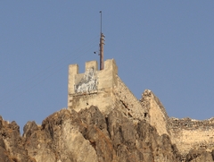 Pyrrhocorax pyrrhocorax