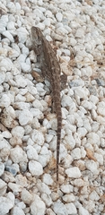 Pogona