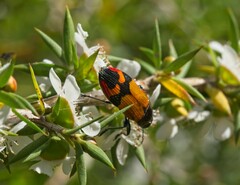 Castiarina brutella