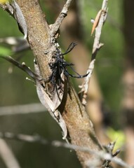 Septobasidium clelandii