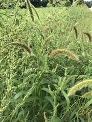 Setaria italica