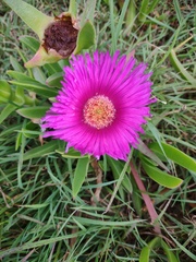 Carpobrotus glaucescens