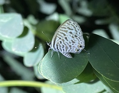 Leptotes pirithous