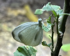 Leptosia alcesta alcesta