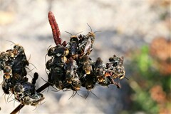 Lipotriches australica