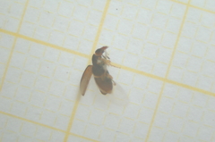 Salpingus planirostris