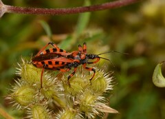 Rhynocoris