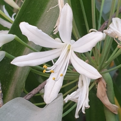 Agapanthus praecox