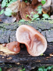 Auricularia auricula-judae