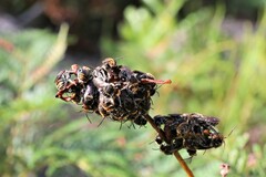 Lipotriches australica