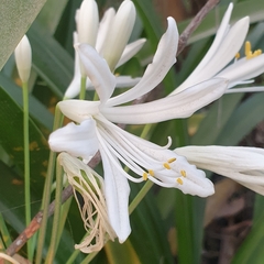 Agapanthus praecox