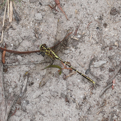 Austrogomphus guerini