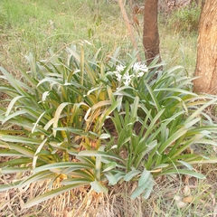 Agapanthus praecox