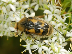 Clithria eucnemis