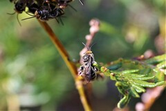 Lipotriches australica