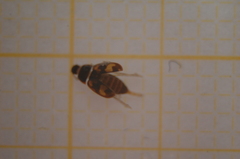 Litargus connexus