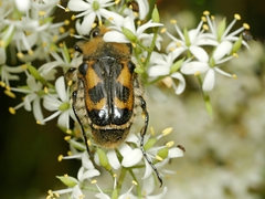 Clithria eucnemis