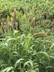 Setaria italica