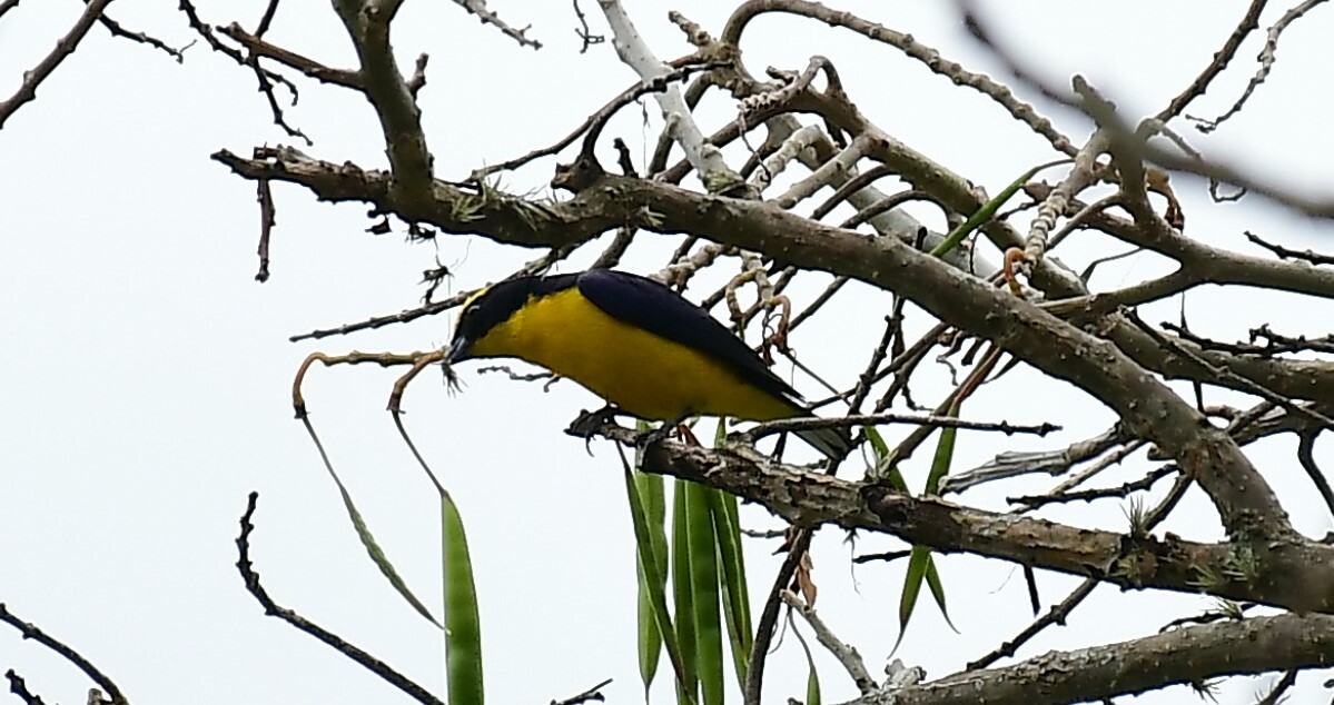 Euphonia image