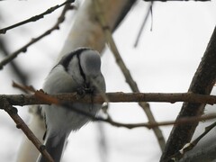 Cyanistes caeruleus × cyanus