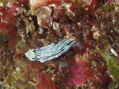 Hypselodoris maritima