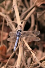Orthetrum chrysostigma
