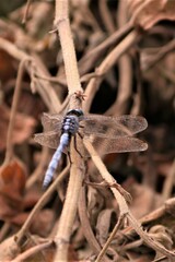 Orthetrum chrysostigma