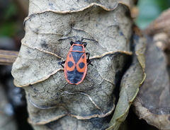 Pyrrhocoris apterus