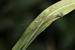 Pseudagrion salisburyense