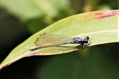 Pseudagrion salisburyense