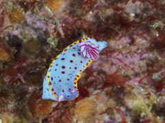 Hypselodoris bennetti