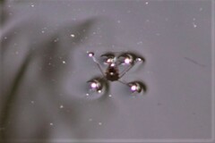 Eurymetra natalensis