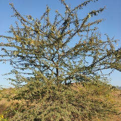 Vachellia