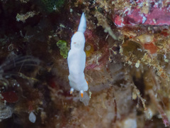 Verconia simplex
