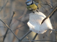 Cyanistes caeruleus