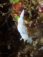 Verconia simplex