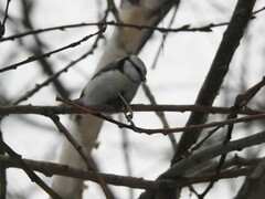 Cyanistes caeruleus × cyanus
