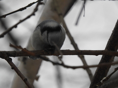 Cyanistes caeruleus × cyanus