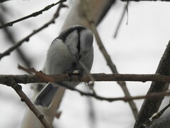 Cyanistes caeruleus × cyanus