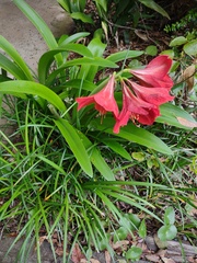 Hippeastrum hybridum