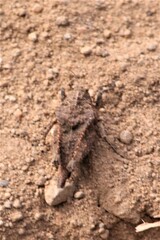 Dasyleurotettix infaustus