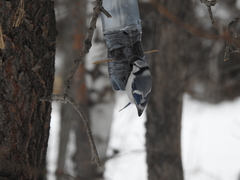 Cyanistes caeruleus × cyanus
