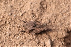 Dasyleurotettix infaustus